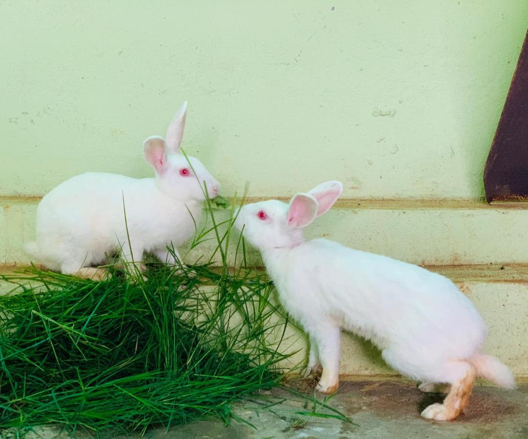 Eco Farm Villa Bangalore Eksteriør billede