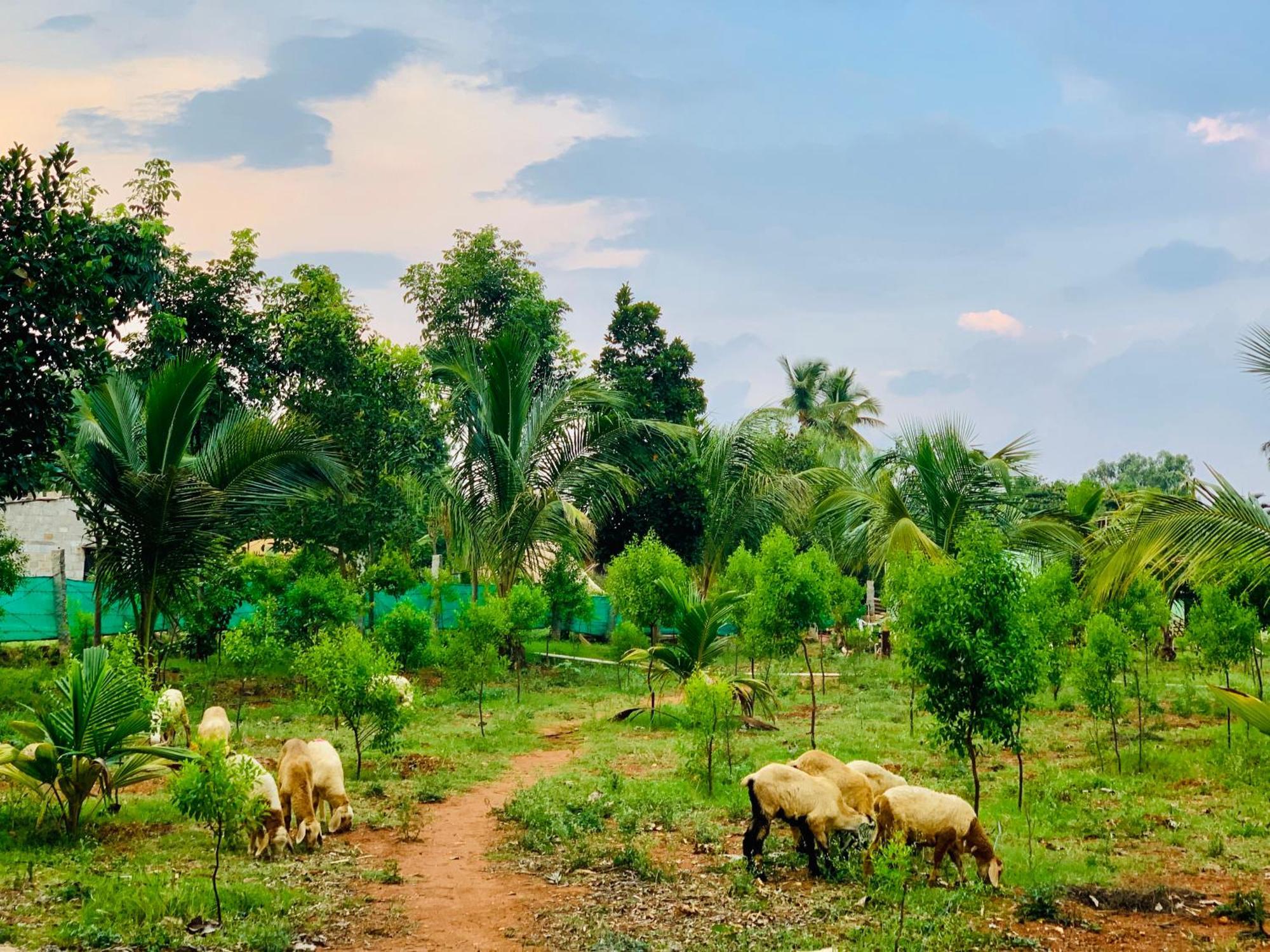Eco Farm Villa Bangalore Eksteriør billede